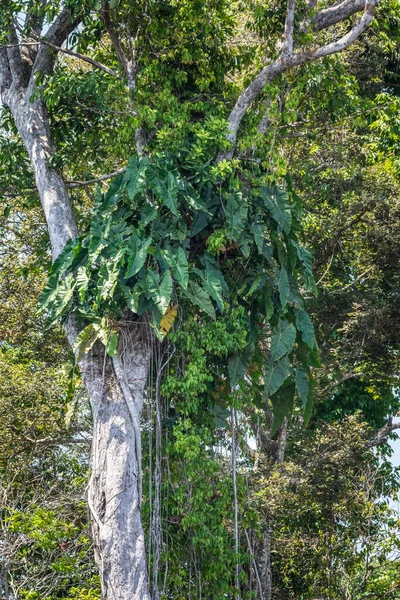 在巴西亚马孙Anavilhanas绿树和河边植被的美丽景色 — 图库照片