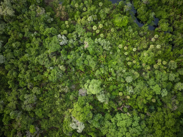 Hermosa Vista Arriba Hacia Abajo Zona Bosque Verde Pantanal Mato — Foto de Stock
