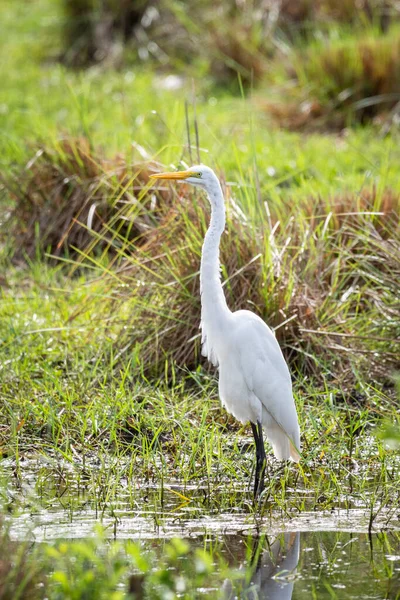 Beautiful View White Egret Green Area Pantanal Mato Grosso Sul — Stock Photo, Image