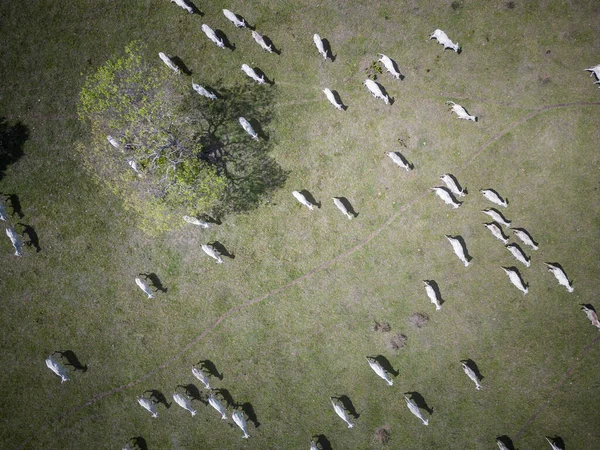 Чудовий Вигляд Зелені Поля Худобу Пантаналі Мату Гросу Сул Бразилія — стокове фото