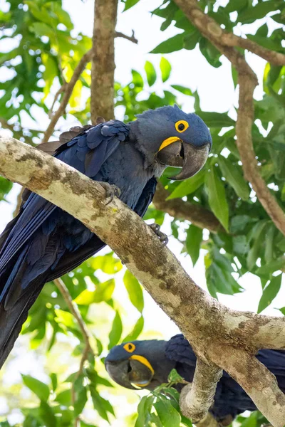 Vacker Utsikt Till Par Blå Makaoner Gröna Trädgren Pantanal Mato — Stockfoto