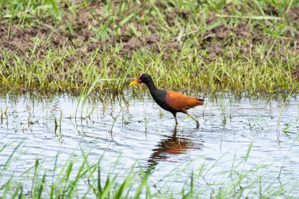 Belle Vue Sur Petit Oiseau Eau Tropicale Dans Pantanal Brésilien — Photo