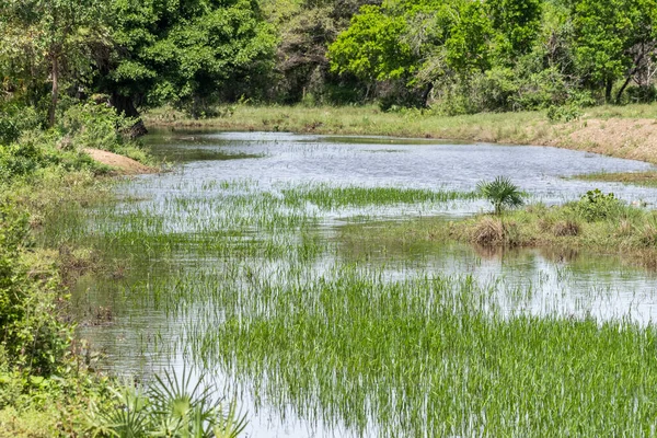 Bela Vista Para Áreas Úmidas Pantanal Brasileiro Mato Grosso Sul — Fotografia de Stock