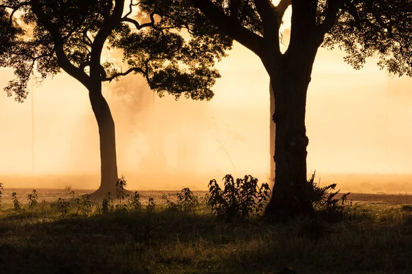 Prachtige Zonsopgang Uitzicht Bomen Ochtendmist Landschap Braziliaanse Pantanal Mato Grosso — Stockfoto
