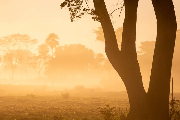 Prachtige Zonsopgang Uitzicht Bomen Ochtendmist Landschap Braziliaanse Pantanal Mato Grosso — Stockfoto