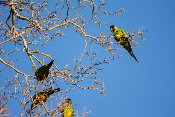 Beautiful View Green Parakeet Birds Brazilian Pantanal Mato Grosso Sul — Stock Photo, Image
