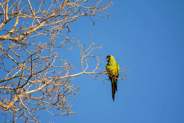 Όμορφη Θέα Στο Πράσινο Πουλί Παπαγάλο Στη Βραζιλία Pantanal Mato — Φωτογραφία Αρχείου