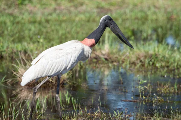 Piękny Widok Ptaka Jabiru Bocian Brazylijskim Pantanalu Mato Grosso Sul — Zdjęcie stockowe