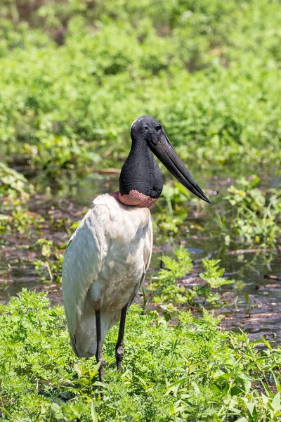 Hermosa Vista Pájaro Cigüeña Jabiru Pantanal Brasileño Mato Grosso Sul — Foto de Stock