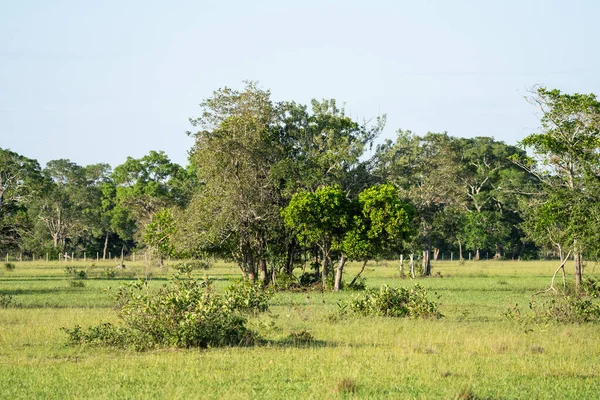 Bela Vista Para Árvores Campos Paisagem Pantanal Brasileiro Mato Grosso — Fotografia de Stock