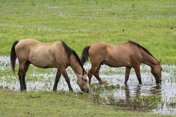 Beautiful view to couple of horses drinking water in the Brazilian Pantanal, Mato Grosso do Sul, Brazil