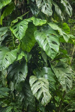 Beautiful view to green vegetation hanging from tree trunk on rainforest area near Paraty, Rio de Janeiro, Brazil