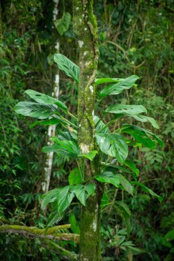Beautiful view to green vegetation hanging from tree trunk on rainforest area near Paraty, Rio de Janeiro, Brazil