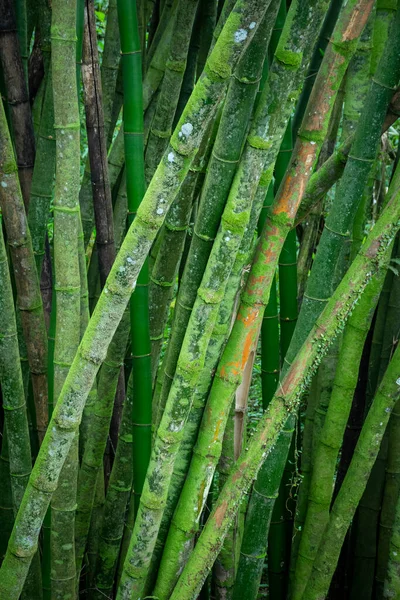 Prachtig Uitzicht Beschimmelde Groene Bamboe Boomstammen Het Regenwoud Gebied Paraty — Stockfoto