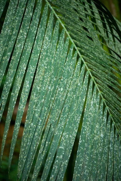 Вид Заплесневелые Листья Зеленой Пальмы Редких Местах Парати Рио Жанейро — стоковое фото