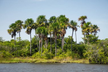 Beautiful view to green riverside vegetation in Preguias River, near Barreirinhas, Maranho, Brazil.