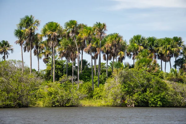 Piękny Widok Zieloną Roślinność Brzegową Rzeki Preguias Pobliżu Barreirinhas Maranho — Zdjęcie stockowe