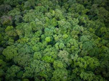 Guaraqueaba, Paran, Brezilya 'daki yeşil yağmur ormanlarının güzel hava manzarası.