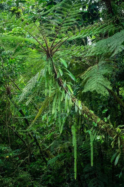 Schöne Aussicht Auf Den Grünen Atlantischen Samambaia Baum Salto Morato — Stockfoto