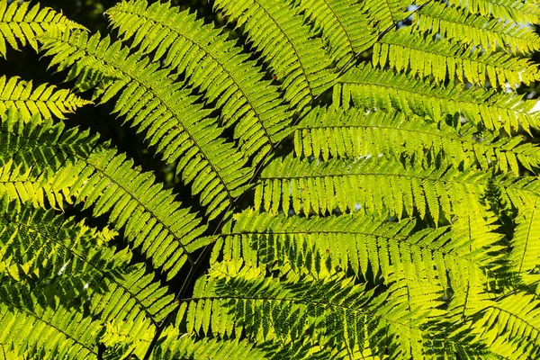 在巴西巴拉那Salto Morato的大西洋热带雨林带背光的绿色萨曼巴亚树叶的美丽景色 — 图库照片