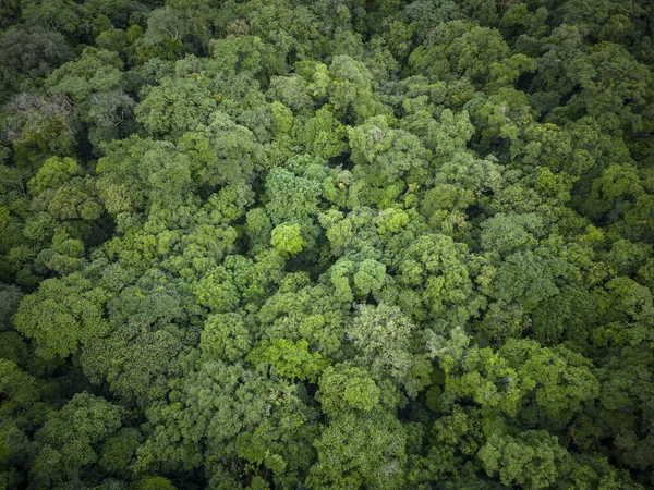 Piękny Widok Lotu Ptaka Zieloną Dżunglę Deszczową Rejonie Guaraqueaba Paran — Zdjęcie stockowe