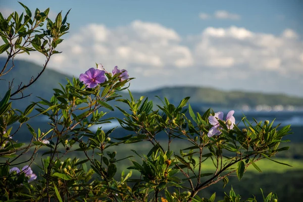 Θέα Μωβ Λουλούδια Και Καταπράσινο Τοπίο Τροπικού Δάσους Κοντά Στο — Φωτογραφία Αρχείου