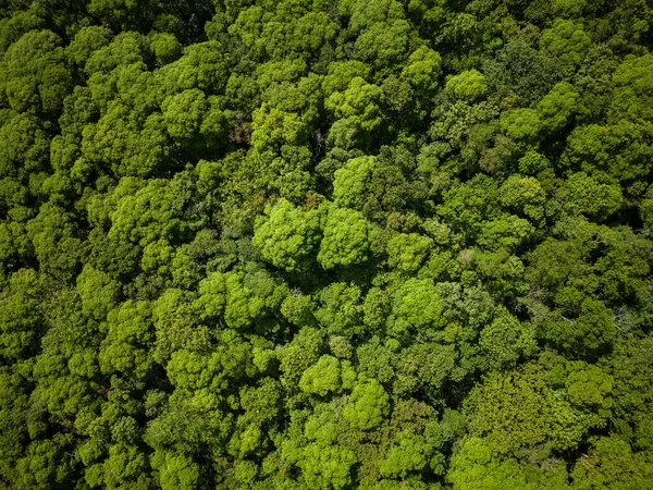 Belle Vue Aérienne Sur Jungle Verte Forêt Tropicale Dans Région — Photo