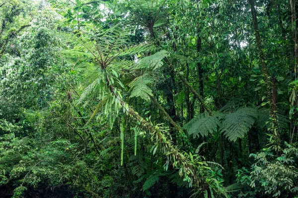 巴西巴拉那Salto Morato河中的绿色大西洋萨曼巴亚树美丽的景色 — 图库照片