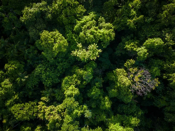 Bela Vista Aérea Para Selva Verde Floresta Tropical Área Guaraqueaba — Fotografia de Stock
