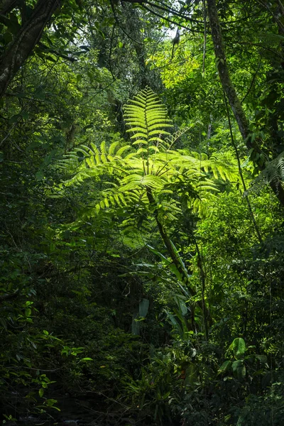 巴西巴拉那Salto Morato河中的绿色大西洋萨曼巴亚树美丽的景色 — 图库照片