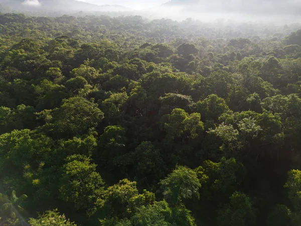 Bela Vista Aérea Para Selva Verde Floresta Tropical Área Guaraqueaba — Fotografia de Stock