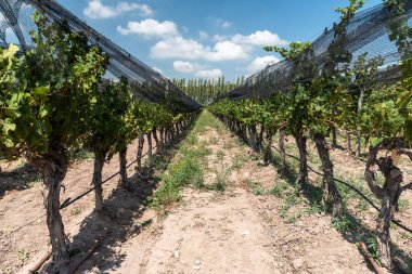 Mendoza, Arjantin 'deki üzüm tarlasına güzel bir manzara