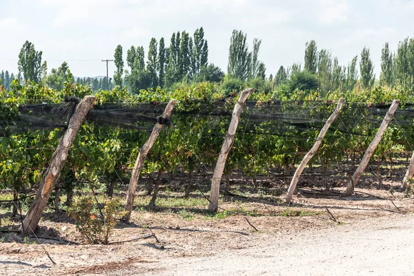 Прекрасний Вид Виноградну Плантацію Мендосі Аргентина — стокове фото