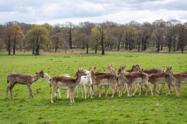 Yeşil Richmond Park, Londra, İngiltere ve İngiltere 'deki bir grup vahşi geyiğe güzel bir manzara.