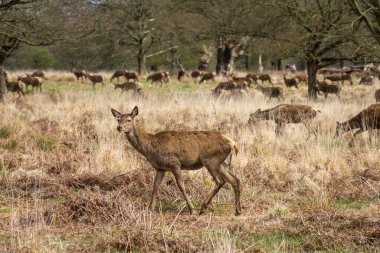 Yeşil Richmond Park, Londra, İngiltere ve İngiltere 'deki bir grup vahşi geyiğe güzel bir manzara.