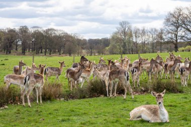 Yeşil Richmond Park, Londra, İngiltere ve İngiltere 'deki bir grup vahşi geyiğe güzel bir manzara.