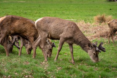 Yeşil Richmond Park, Londra, İngiltere ve İngiltere 'deki bir grup vahşi geyiğe güzel bir manzara.