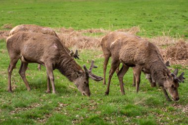 Yeşil Richmond Park, Londra, İngiltere ve İngiltere 'deki bir grup vahşi geyiğe güzel bir manzara.