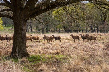Yeşil Richmond Park, Londra, İngiltere ve İngiltere 'deki bir grup vahşi geyiğe güzel bir manzara.