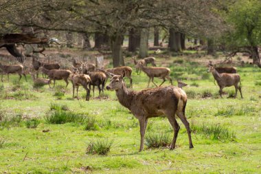 Yeşil Richmond Park, Londra, İngiltere ve İngiltere 'deki bir grup vahşi geyiğe güzel bir manzara.