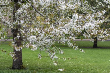 Yeşil Saint James Park 'taki beyaz çiçekli ağaca güzel manzara, Londra' nın merkezi, İngiltere, İngiltere