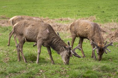 Yeşil Richmond Park, Londra, İngiltere ve İngiltere 'deki bir grup vahşi geyiğe güzel bir manzara.