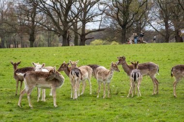 Yeşil Richmond Park, Londra, İngiltere ve İngiltere 'deki bir grup vahşi geyiğe güzel bir manzara.