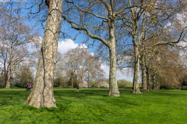 Kensington Bahçeleri, Londra, İngiltere ve İngiltere 'deki ağaçların ve yeşil parkın güzel manzarası.