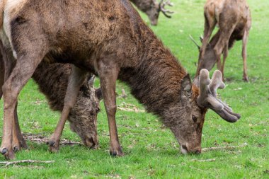 Yeşil Richmond Park, Londra, İngiltere ve İngiltere 'deki bir grup vahşi geyiğe güzel bir manzara.