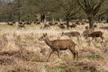 Yeşil Richmond Park, Londra, İngiltere ve İngiltere 'deki bir grup vahşi geyiğe güzel bir manzara.
