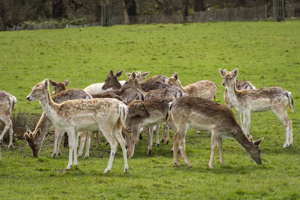 緑のリッチモンド公園 ロンドン イングランド 英国の野生の鹿のグループへの美しい眺め — ストック写真