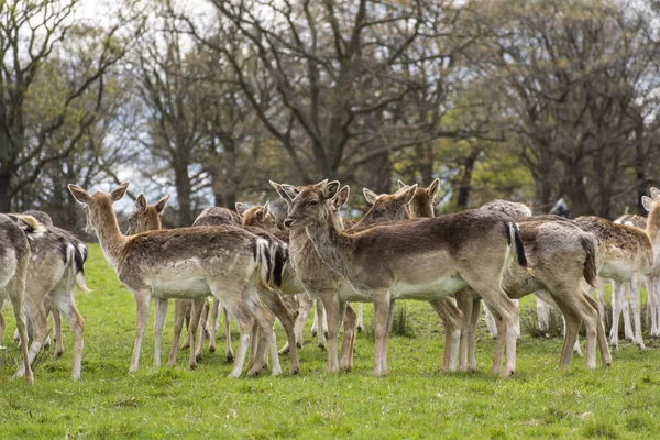 Hermosa Vista Grupo Ciervos Salvajes Verde Richmond Park Londres Inglaterra — Foto de Stock