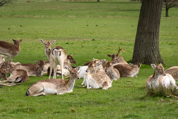 Beautiful View Group Wild Deers Green Richmond Park London England — Stock Photo, Image
