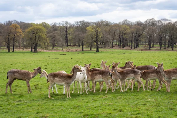 Krásný Výhled Skupinu Divokých Jelenů Zeleném Richmond Parku Londýn Anglie — Stock fotografie